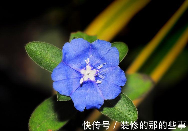 蓝星花|农历7月27号起，最适合养这些花，惹人喜爱，好养寓意好