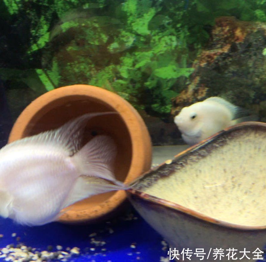  浇花|养鱼水浇花肥效好？为啥越浇越坏？这3点要注意