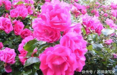 漂亮|4种花开花机器,漂亮又好闻,全年开花不断