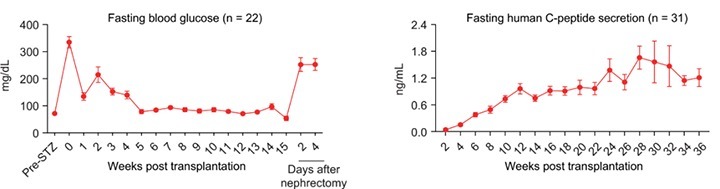 分化|TAA Medical统恩专家告知,糖尿病患者福音来了,干细胞可治疗糖尿病
