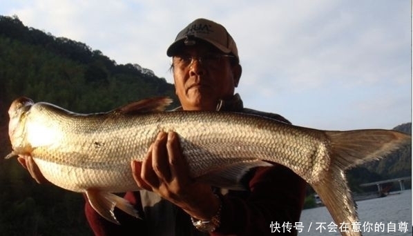 让钓鱼人“心惊胆寒”的十种鱼，麦穗宝宝只能排老三