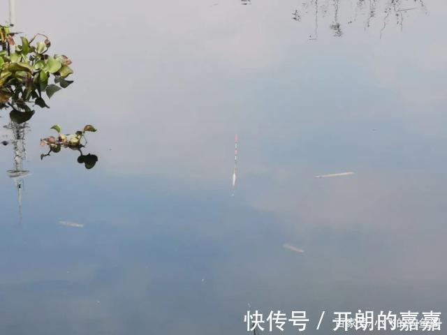 小野塘鲫鱼连杆,4个小时钓了半桶,这个套路真的屡试不爽