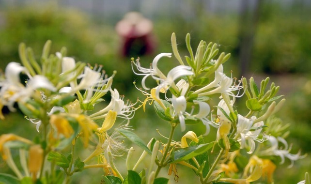 凉拌|65种野菜图片,带你认识不同的野菜和吃法,你想要的野菜这里都有