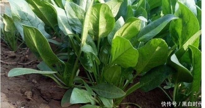 血管|天然的“降脂食物”,每天吃一吃,告别高血脂,让血管一通到底