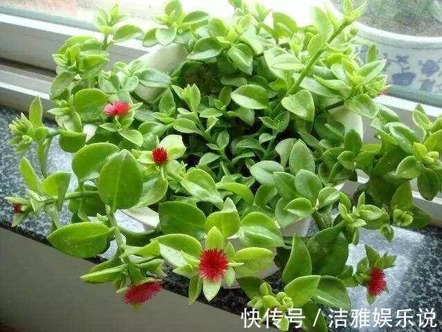 牡丹吊兰|家中养一盆这种“吊兰”,一个修剪技巧,长爆盆,朵朵红花开不停