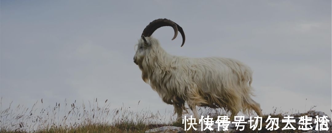 loro 卷福基努里维斯,在打造绅士这点上心有灵犀