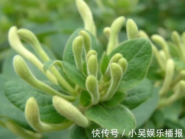 杀菌消炎|女人若有妇科病，4种常见的“零食”敞开吃，杀菌消炎、远离炎症