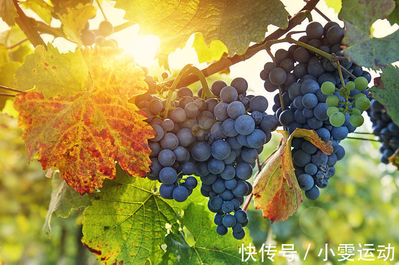 食物|痔疮发作很难受?三类食物别乱吃,或减轻痔疮疼痛