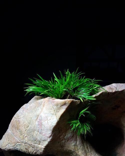  走近|此种植物曾是文人贵族专属，苏轼为它撰文，现已走近寻常人家