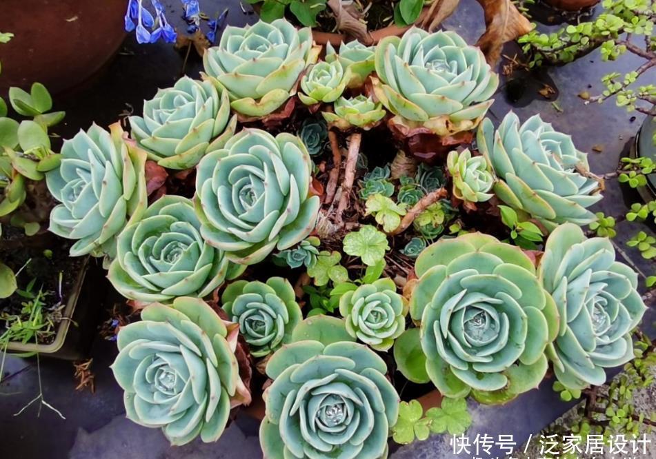 多肉|想给多肉玉蝶摘心?养护方向跑偏了,先将它养活还愁它不爆盆?