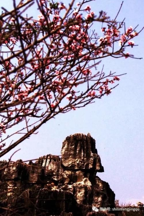 春光无限好，花艳景美岂能错过！