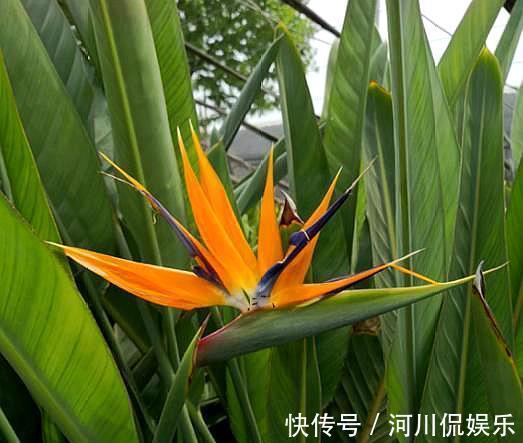 新手学养花,6种“练手花”随便养,做好“功课”,秒变“高手”