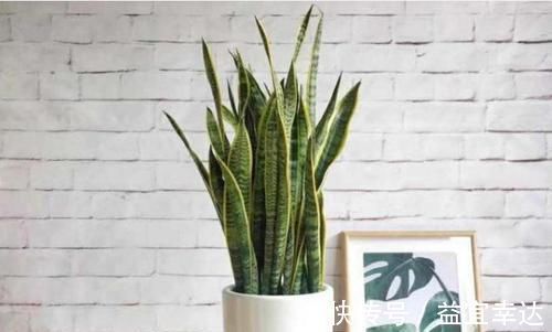 卫生间有异味，就养3种花，吸潮、祛味，还美观