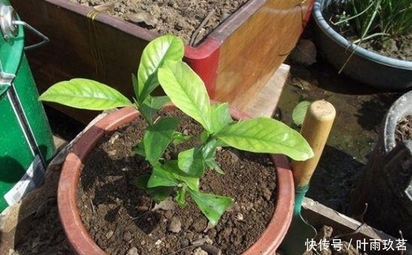 保湿|很好养的6种花草，扦插生根快，花儿开成团，漂亮易养活