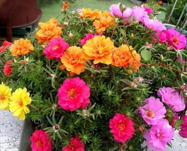 家里养3种花，不能太“勤快”，不然也是养不好“它们”