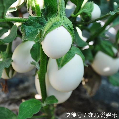 阳台上|爷爷在阳台种“鸡蛋”，一盆收获20个，2个月摘一茬，够全家吃