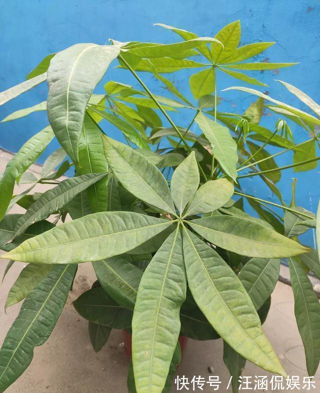 施肥|秋季养发财树，施肥要注意，提前用点“抗冻肥”，植株健壮更耐寒