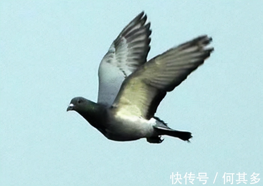 长途通讯方式|古代常见的长途通讯方式都有哪些呢?