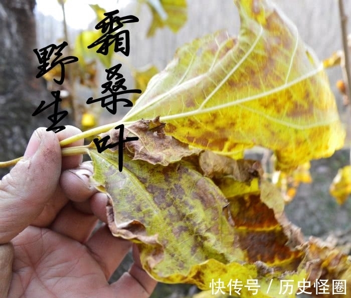 铁皮石斛|别嫌它们不起眼,却是糖尿病的克星,白开水里撒一把,轻松降血糖