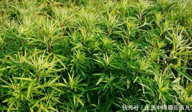 不识货的人,以为这种野草是茼蒿,其实名叫藜蒿,营养价值更高
