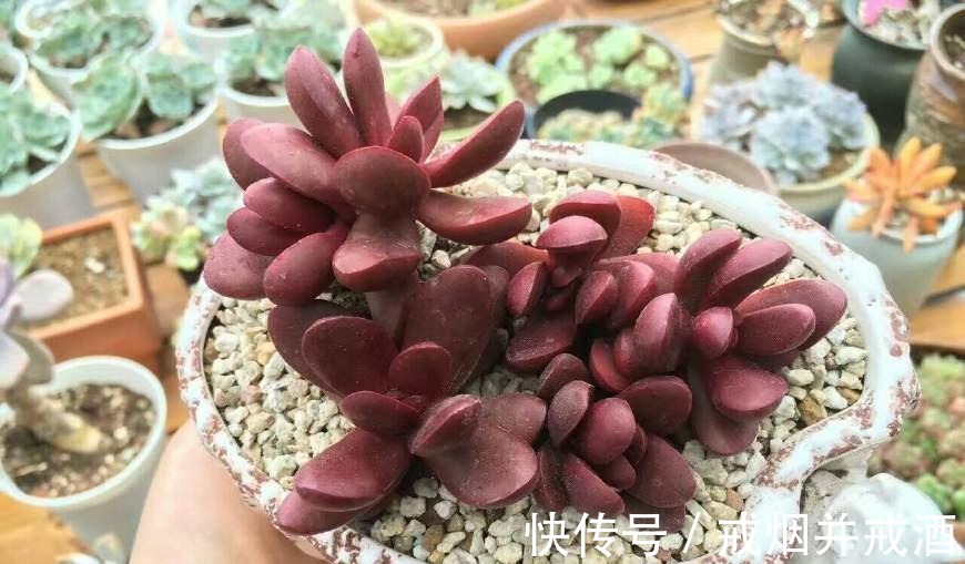 肉肉|多肉植物干瘪没有生气 那是因为你没有这么做!