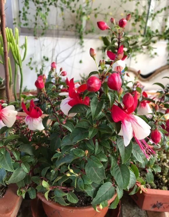 阳台养花,必备1盆灯笼花,开花200天,秋冬季节也能爆开