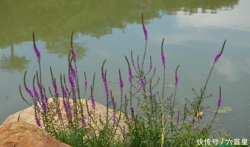 中年|此野草是个宝，遇见一定要拔回家，对健康