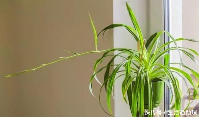 吊兰促进长匍匐分枝的秘诀，茎叶枯萎要怎么解救！