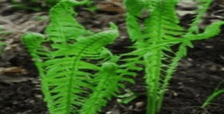 农村墙角的一些野菜，有抗菌、解热、消炎、明目等作用