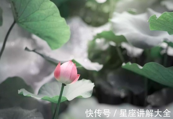 横财|8月底，4属相迎来桃花朵朵，事业进步，日子风生水起，喜事相伴