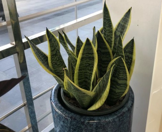 植株|净化空气的“2种花”，春节养“2盆”，40天后株型美，绿油油！