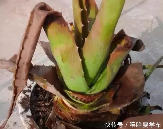 这10种花,冬天必须虐着养,断水又断肥,才能安全过冬!