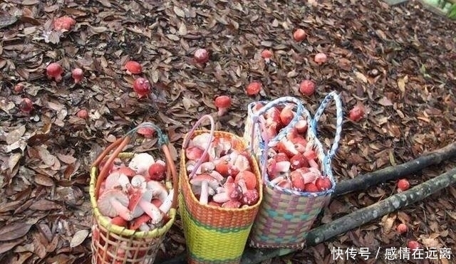 在农村漫山遍野的东西,在城市竟卖几十上百一斤