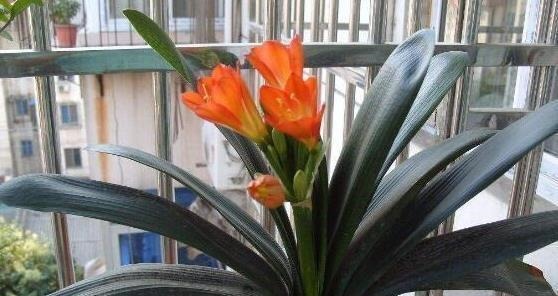 天凉后，君子兰浇上养根水，长出格格叶，一窜3箭花，超好用