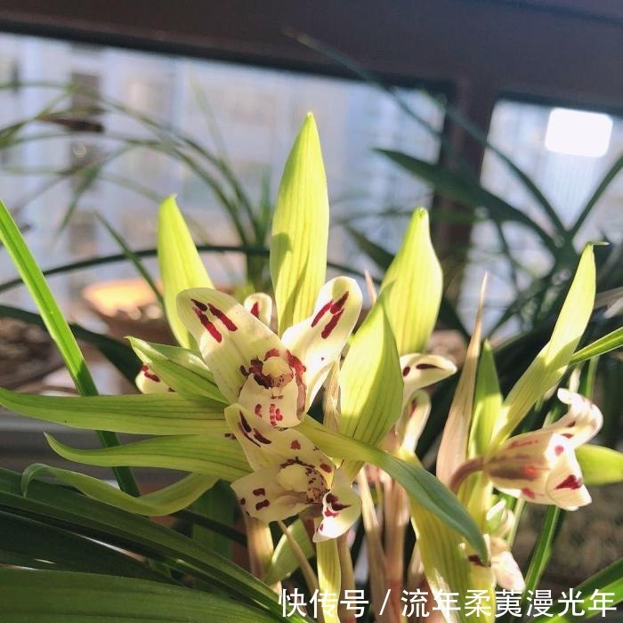 阳台|阳台养兰，牢记这几点，叶子翠绿开花旺，想死都难！