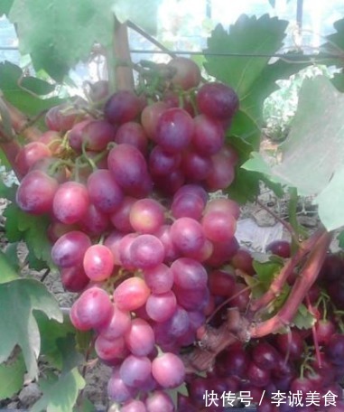 山竹|夏季,这3种碱性水果要多吃!别舍不得花钱,营养美味清热解暑!