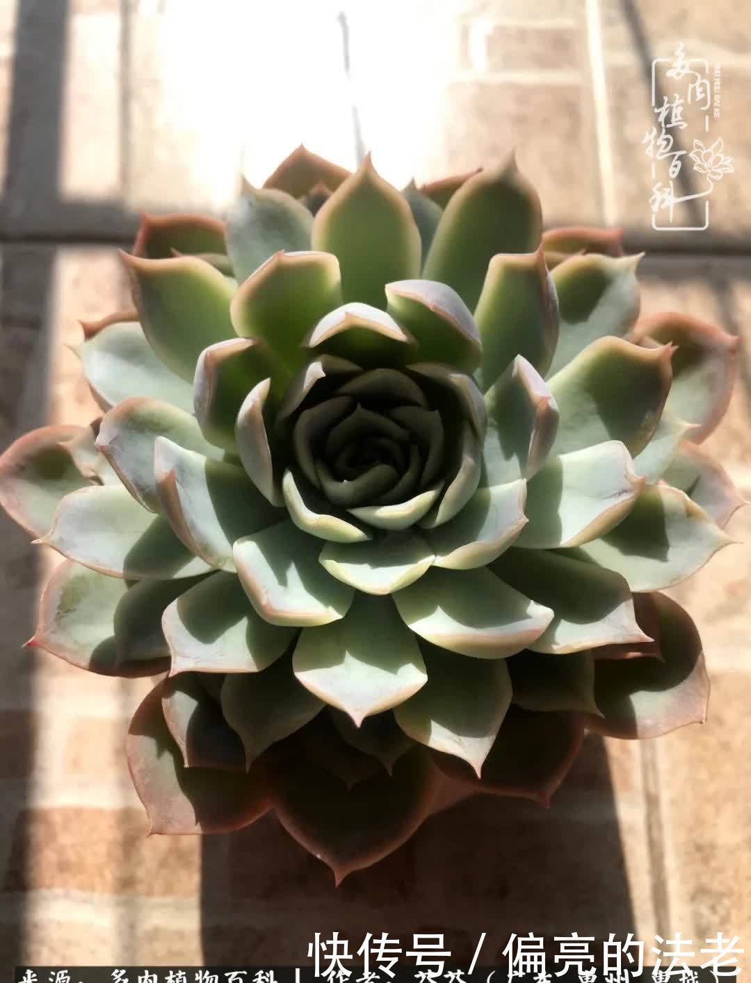 养花|一种爱好就是一种境界,养花养多肉可以培养一个人的心境!