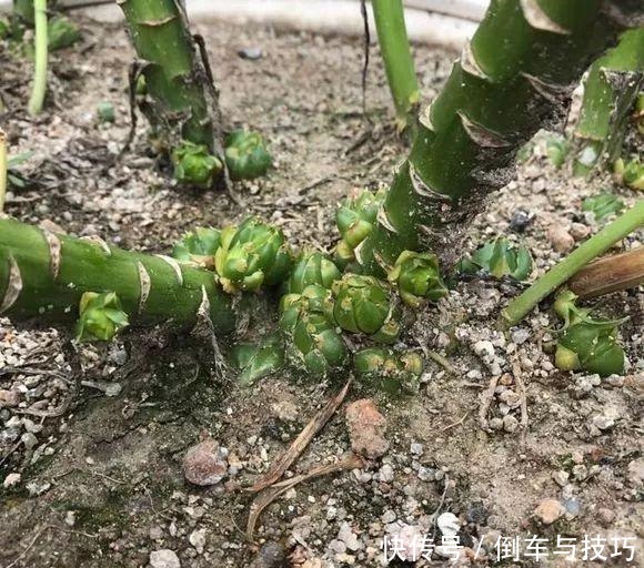  8种花，开完花别急着丢，剪一刀还能继续开！