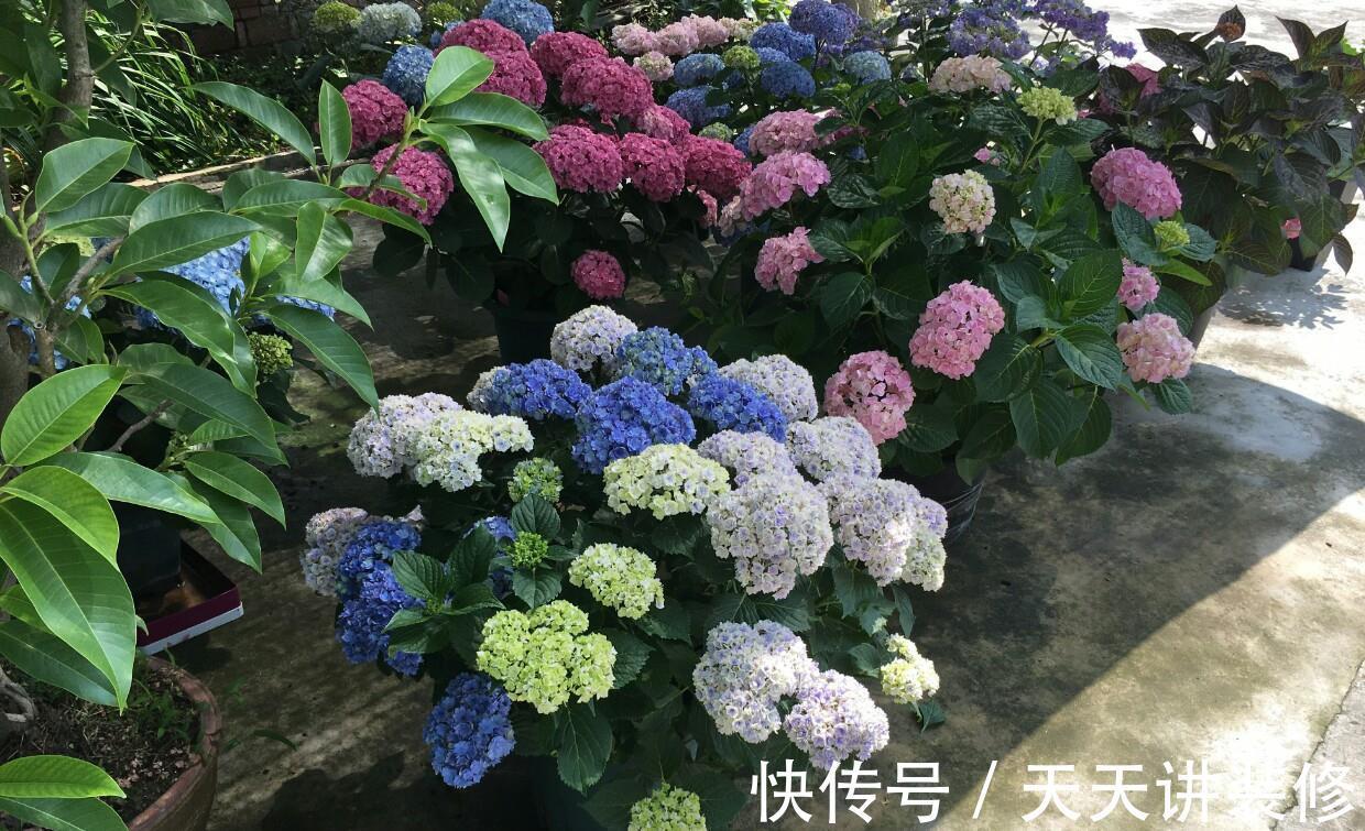 肥大花|7种“漂亮花”,天热要加“大肥”,肥大花大,缺肥耽误一年花