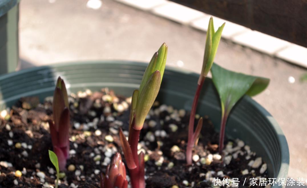 养花有没有技巧?用心记住“这些事”,就能从养花菜鸟变养花高手