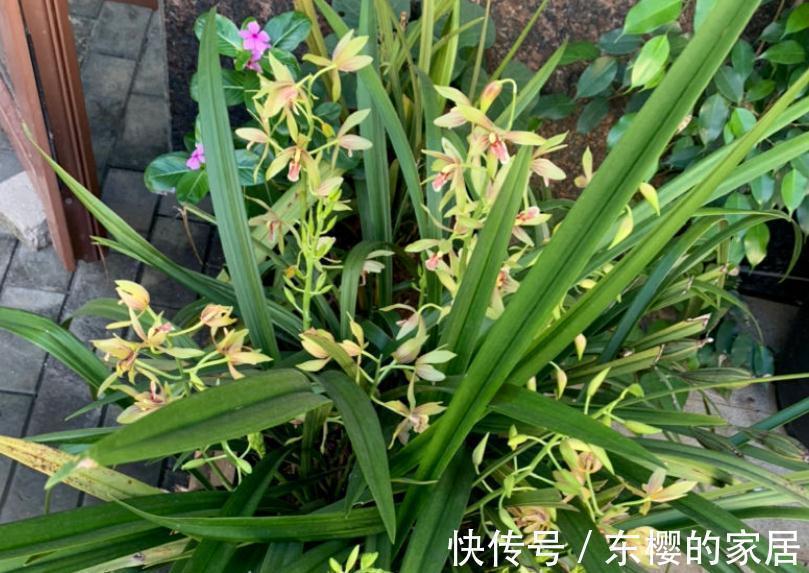 茎叶|“高岭之花”兰花,家庭盆栽,为什么总爱黄叶病变?