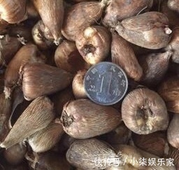 1种花“了不起”,秋天上盆,冬天花朵“爆盆”,比香水好闻10倍