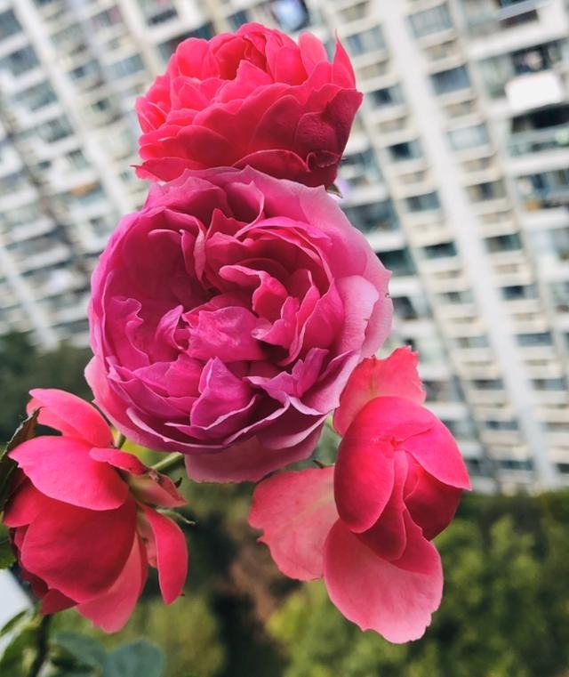 50种绝美月季，随便一棵就能爆满院，这辈子一定要养全！