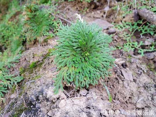 盆栽|山坡上的“野草”,挖1棵当盆栽,2年后价值“翻10倍”,珍贵
