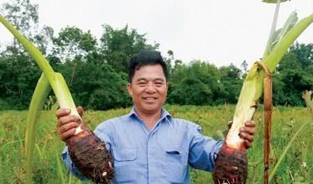 克星|此物是便秘的“克星”,每天吃点,排便又快又畅通,比药都管用