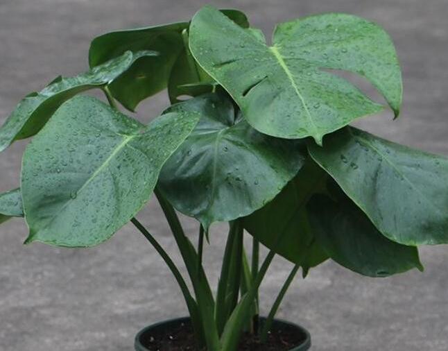 北方下雪了，家里养3盆花，空气一级棒，叶片绿油油