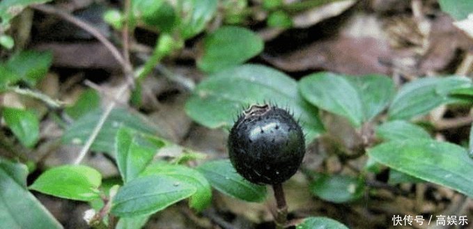 它形似桃金娘,无人采摘还常被践踏,殊不知可卖30元一斤