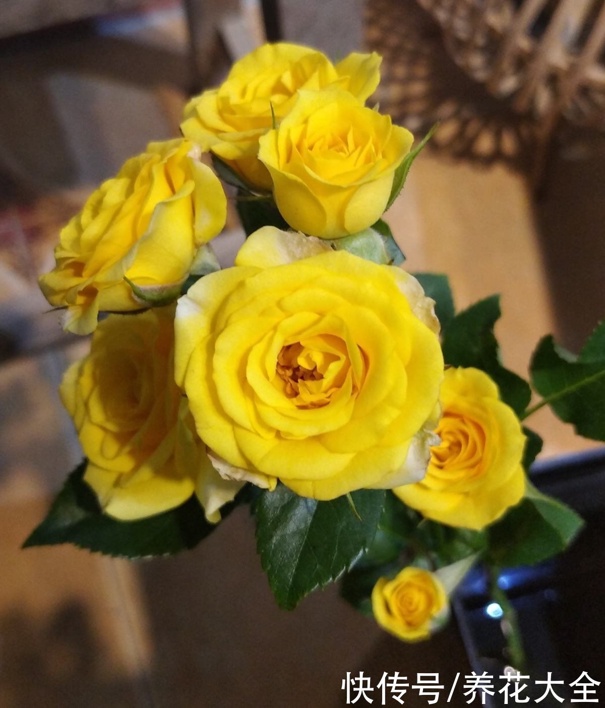 新手养花常常忽略“4件事”，要抓紧改正，才能养好花