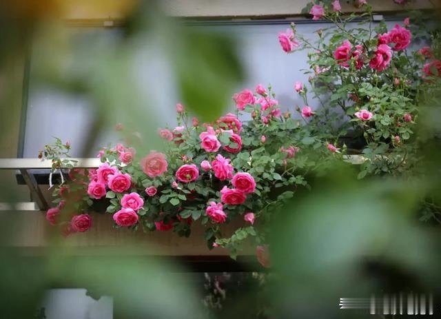 圆滚滚的绣球,瀑布般的花墙,这届花友也太会种花了吧