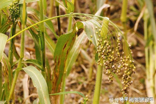 同是粗粮,一个叫大黄米,一个叫小米,它俩有啥区别?涨知识了
